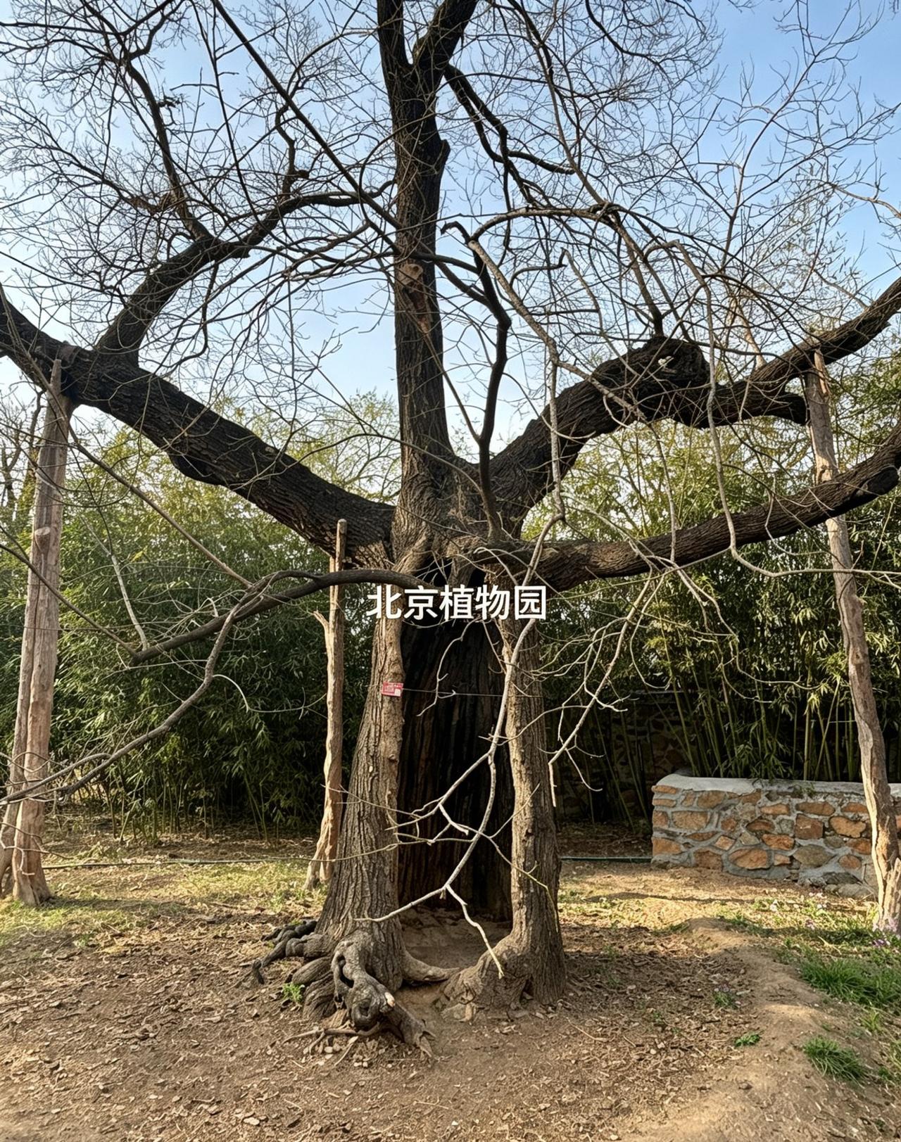 在北京植物园的一角，有一棵古树默默伫立，宛如一位缄默的老者，守望着四季更迭，也守