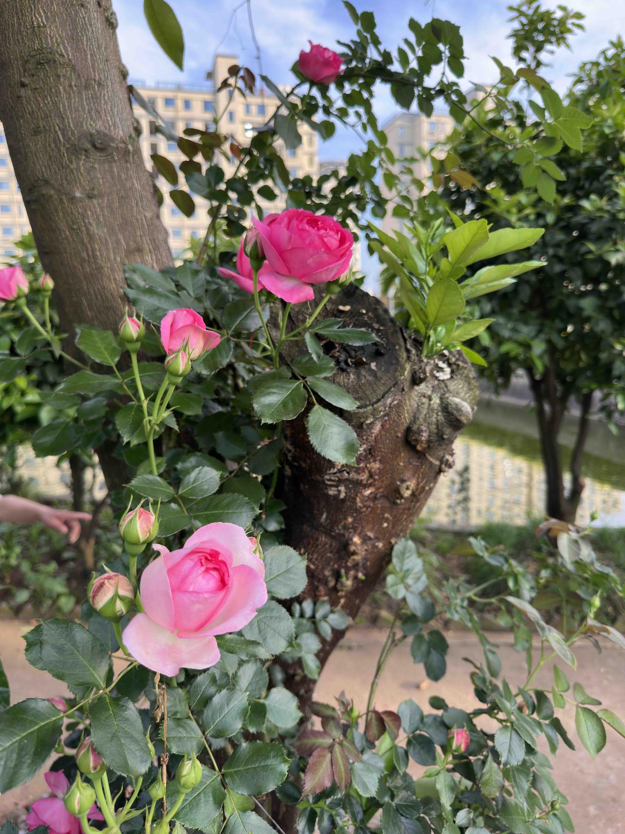 明天就是五一劳动节了，发自内心致敬每一双创造美好的劳动之手！

这双手，在家门口