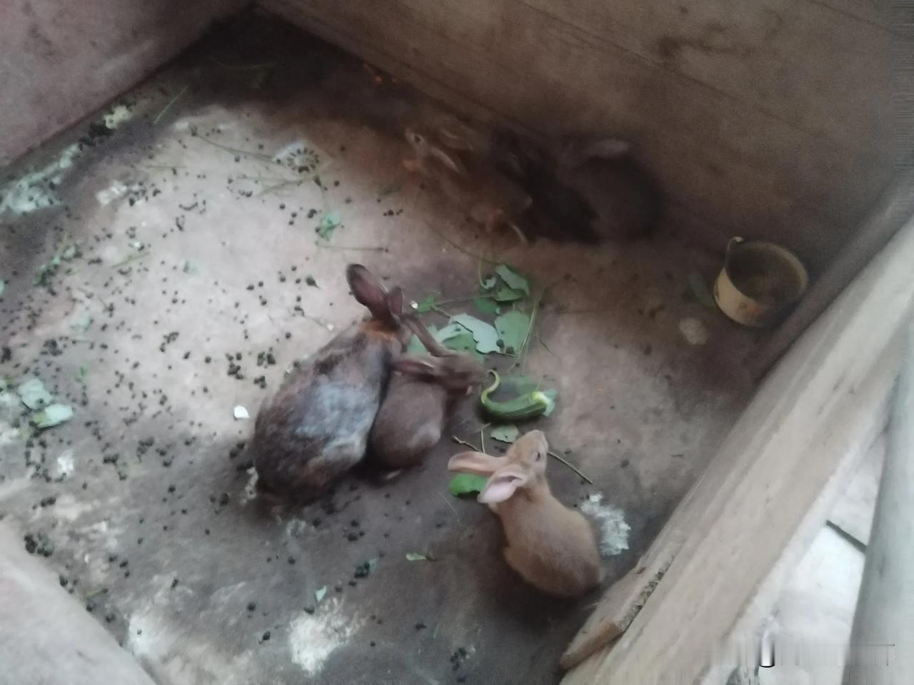 今天下午劳动有点过度了，先去收了一袋稻草垫兔舍，天气冷了则，兔宝宝越冬需要保暖。