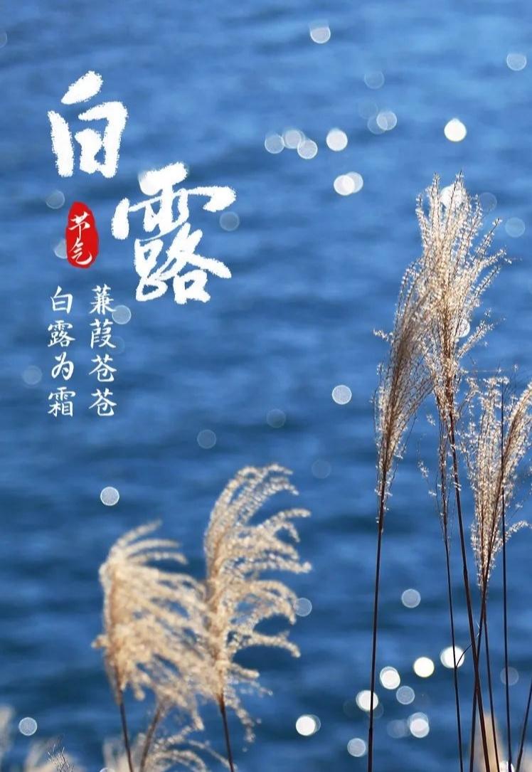 蒹葭苍苍，白露为霜。暑气慢慢退去，一夜清寒，草木便缀满晶莹露珠，这便是白露。
