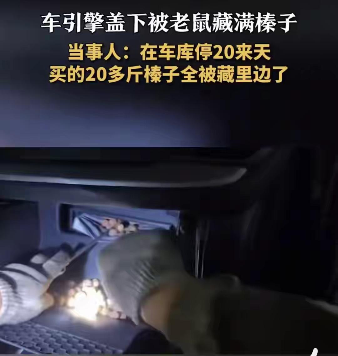 汽车引擎盖下被老鼠偷藏20斤榛子
这件事看似荒诞，却折射出一个令人深思的人性和生