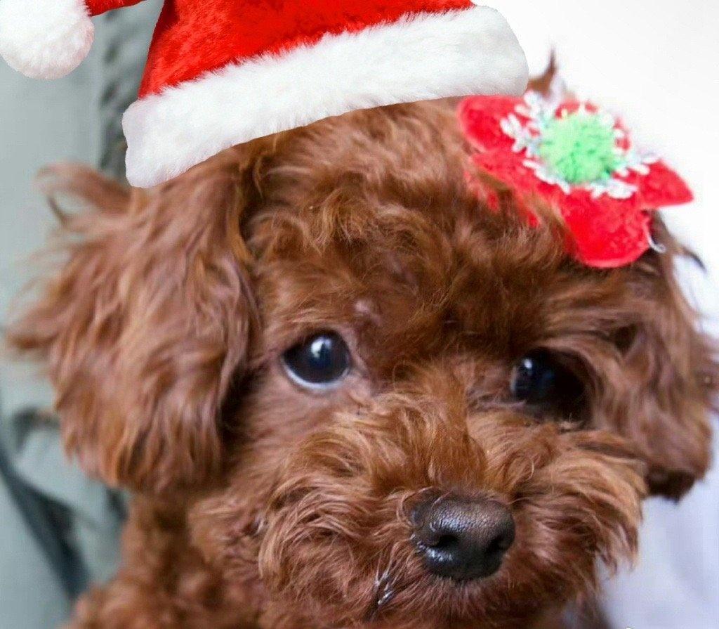 嗨，大家吼，沃似李乐乐呀，是沃妈咪回复沃爹地啦，我们是幸福的一家人，大家都要快快