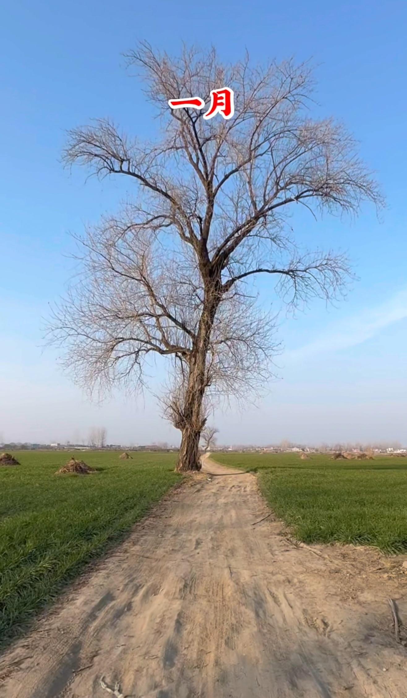 整整拍了一年！看到了春绿，看到夏金，看到了秋收，看到了冬雪，你有没有感受到家乡味