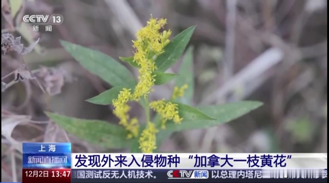 近日，有上海市民在一块闲置的荒地上，发现了一片黄色小花，生长迅速，经属地工作人员