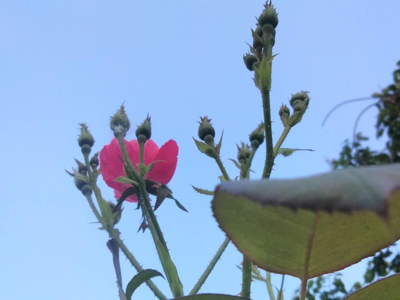 问问老师有没有“月季花”？[大笑]