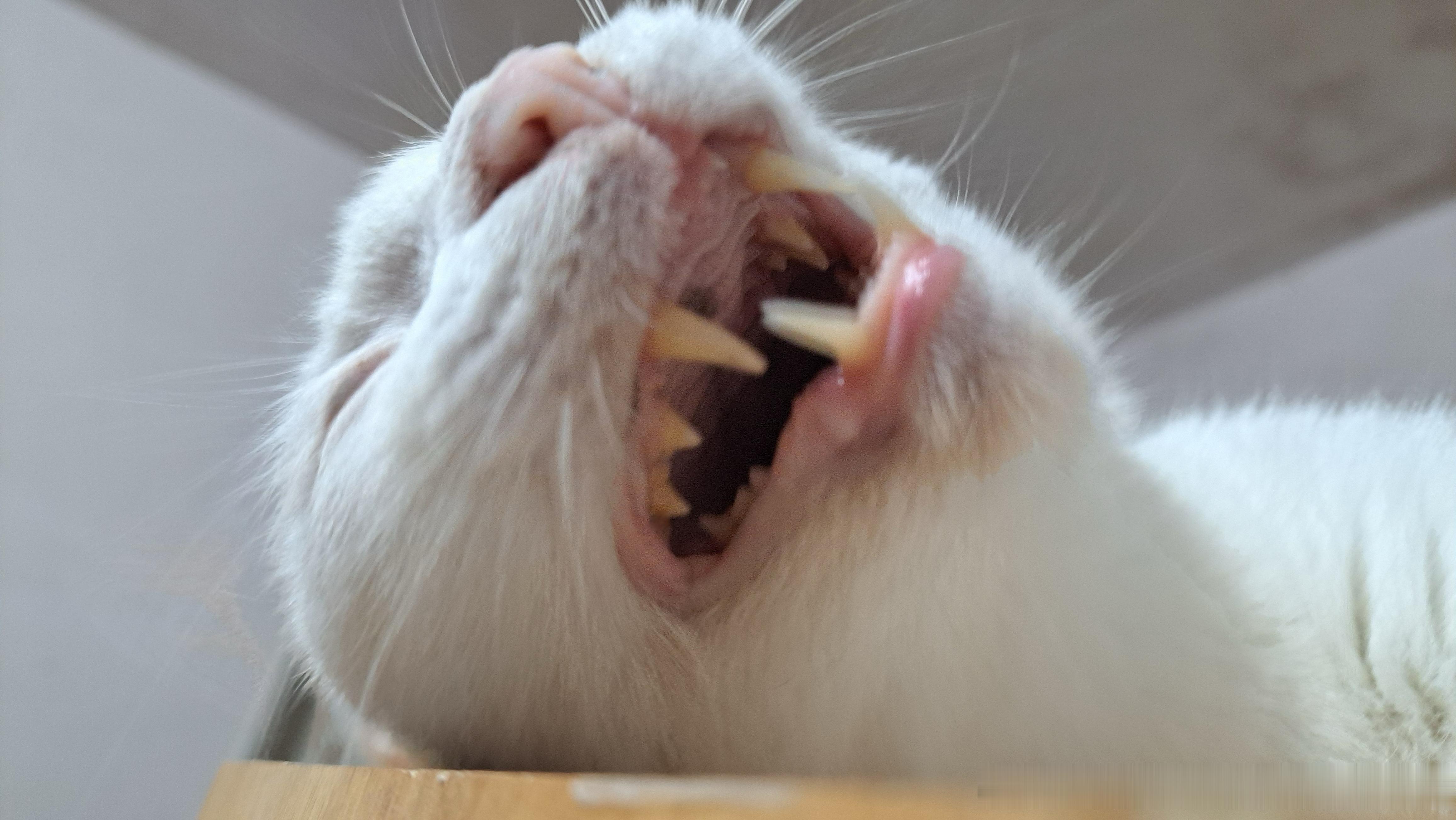 49380【丑猫】完全史前巨兽来的