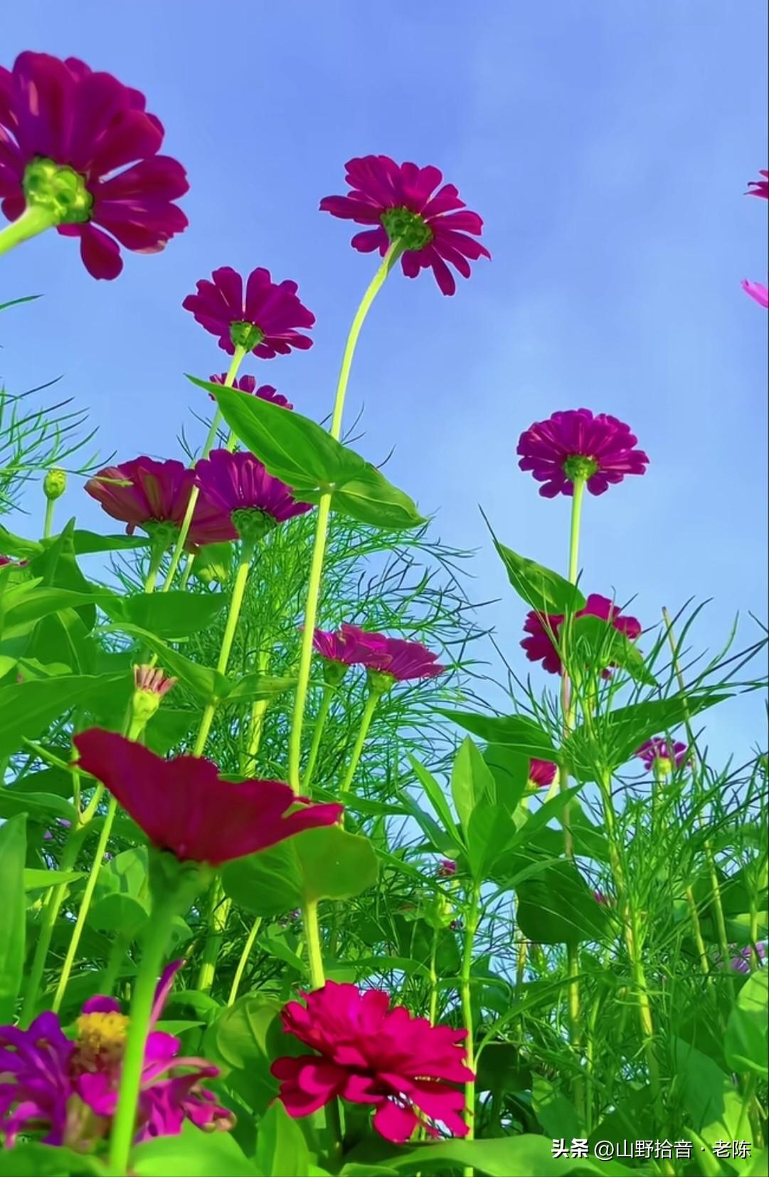 百日菊（别名步步高），开得热烈又肆意！

它的花语是“步步高升”与“恒久不变”，