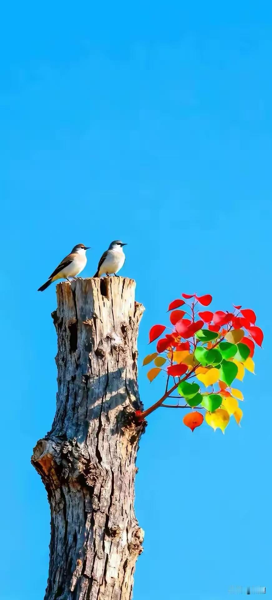 《笼中鸟》——多少人一生的写照✔
☞多少人被工作与家庭束缚，困于生活的牢笼。他们