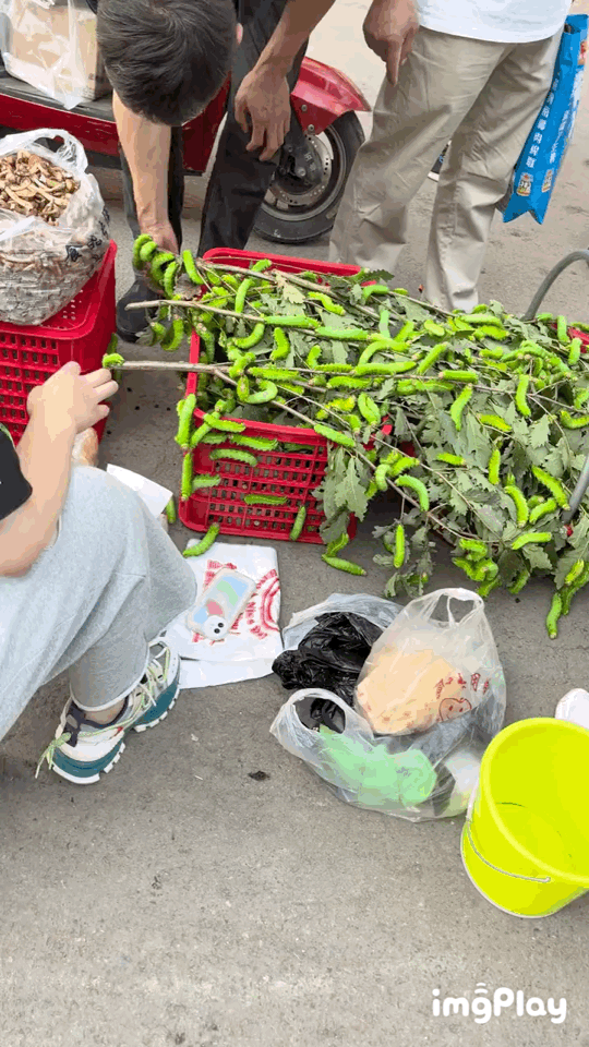 实在不敢想象，虫子也是一道美味啊？