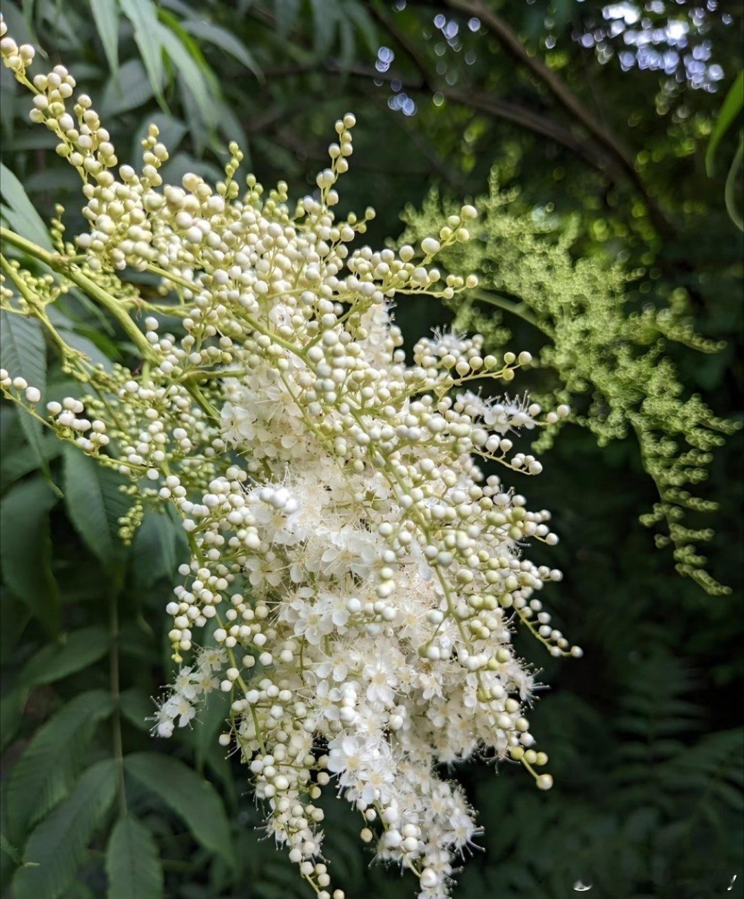 [心][心][心]珍珠梅种植方法[心][心][心]树上的“珍珠”你们见过吗？中文