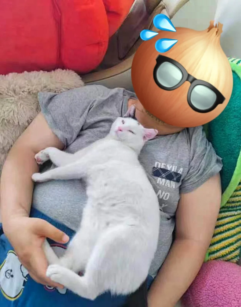 真·人不如猫