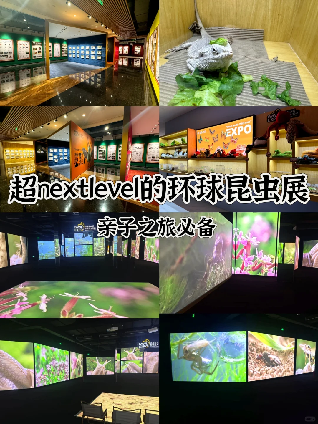 🦋昆虫世界大冒险！中秋节带宝宝来探索吧