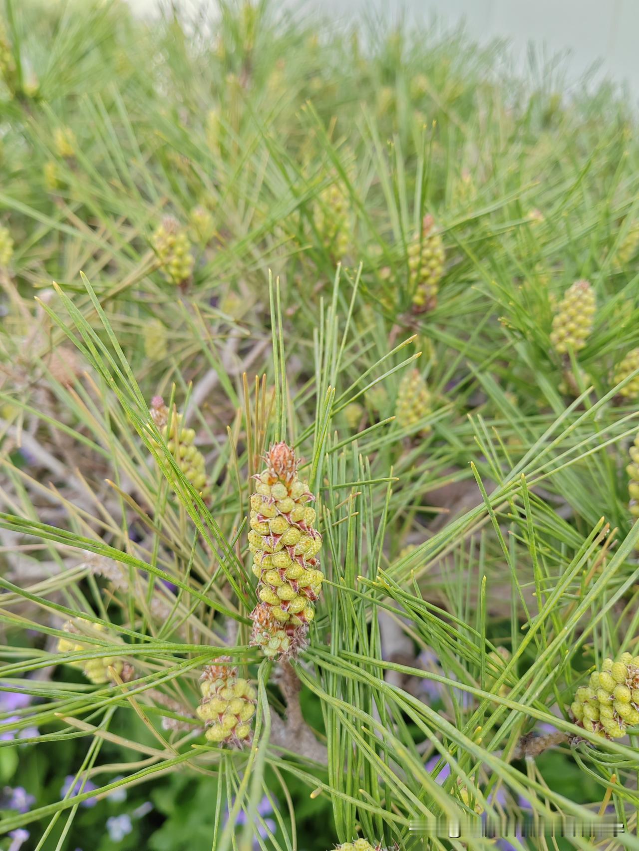 【七下英语3单元书面表达】
2023年1月1日，新修订的《中华人民共和国体育法》