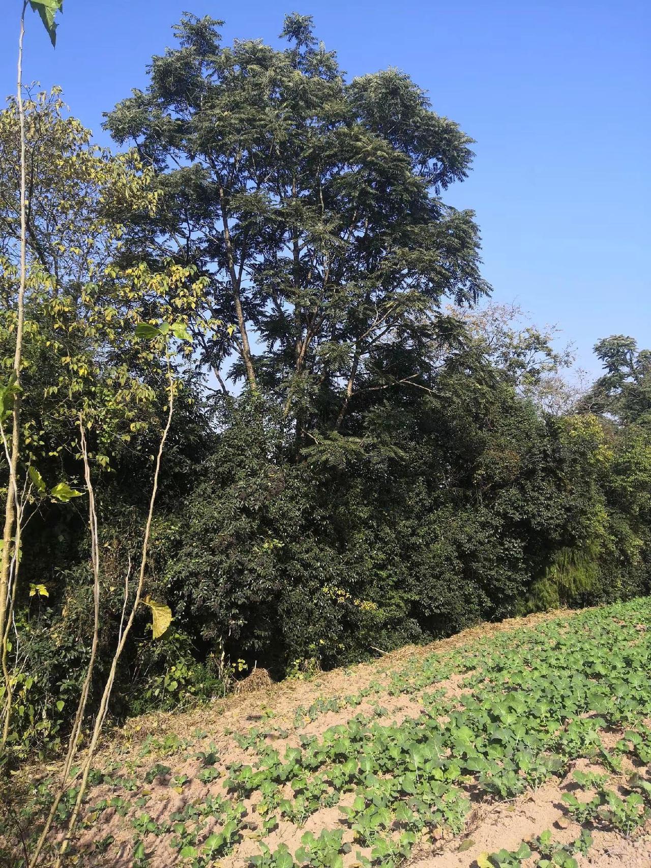 美丽的农村，大自然的景色家乡风景优美空气清新 农村生活日常 自然风景区