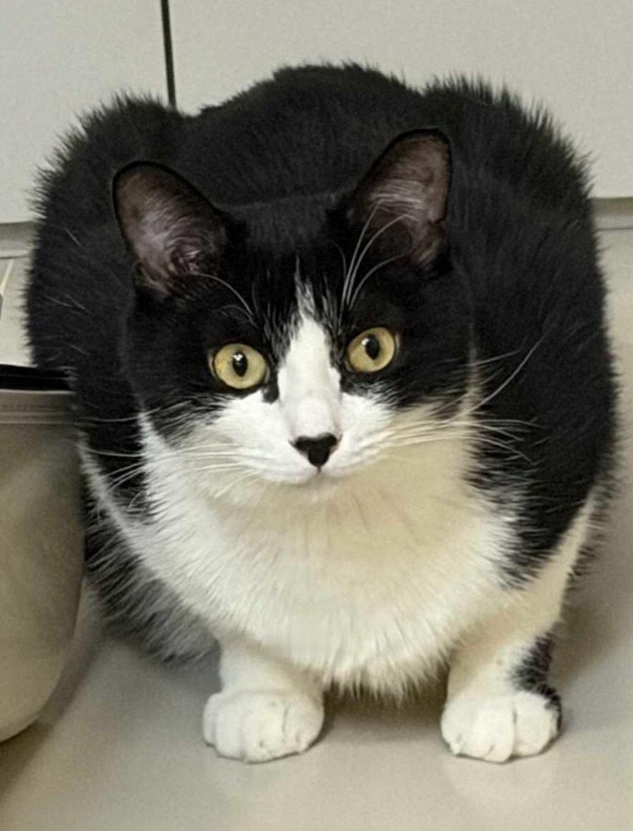 真得意，我没给您添方便吧！daily奶牛猫 （投稿：） 