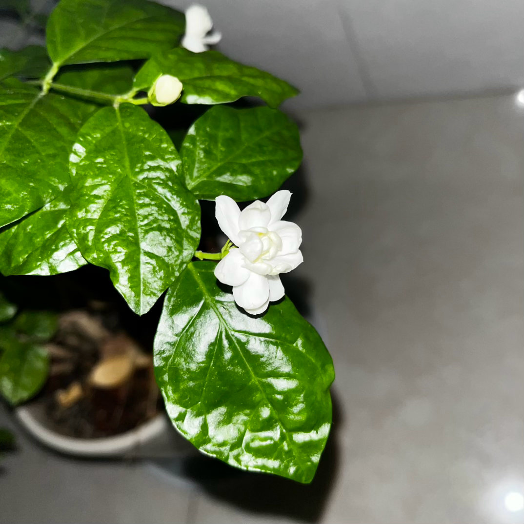 好香好可爱呀不枉我含辛茹苦哐哐往里灌花多多二号 