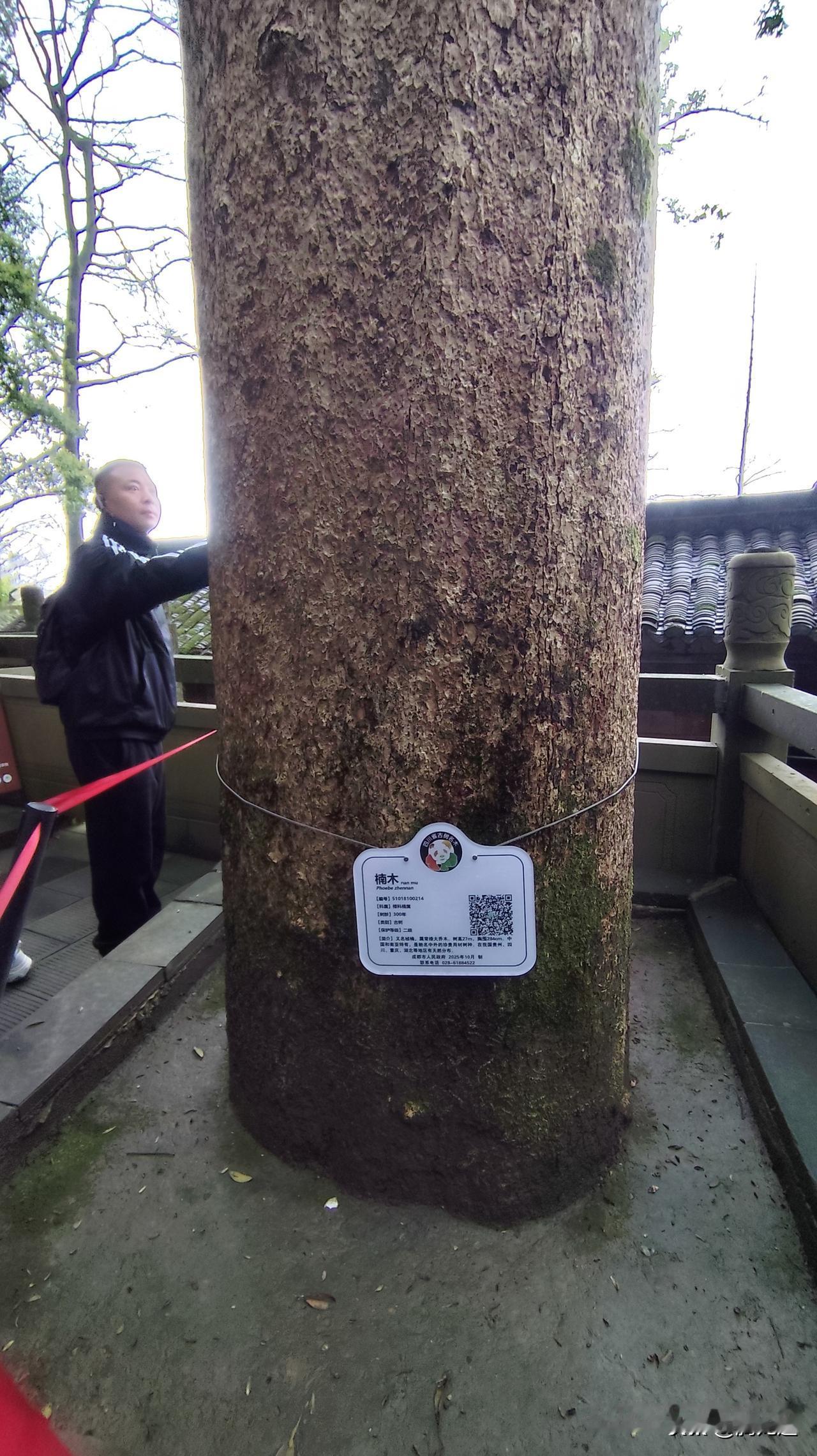 看看你拍摄的树木照片树龄三百年的楠木