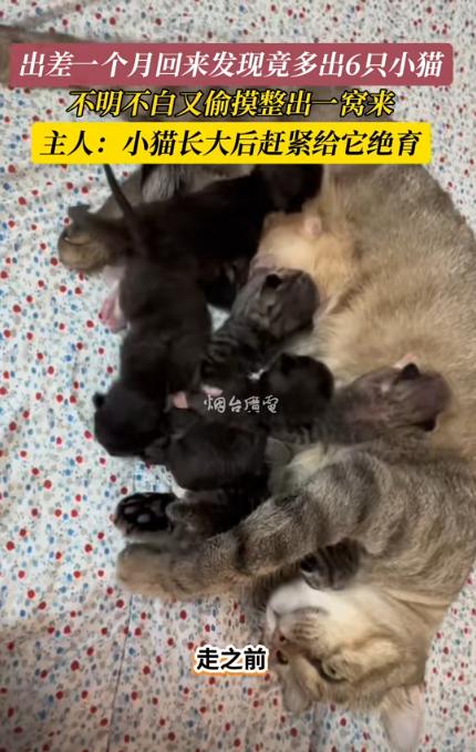 “万万没想到！”山东，女子要出差1个月，为了不让猫腻饿肚子，特意备了1月量的猫粮