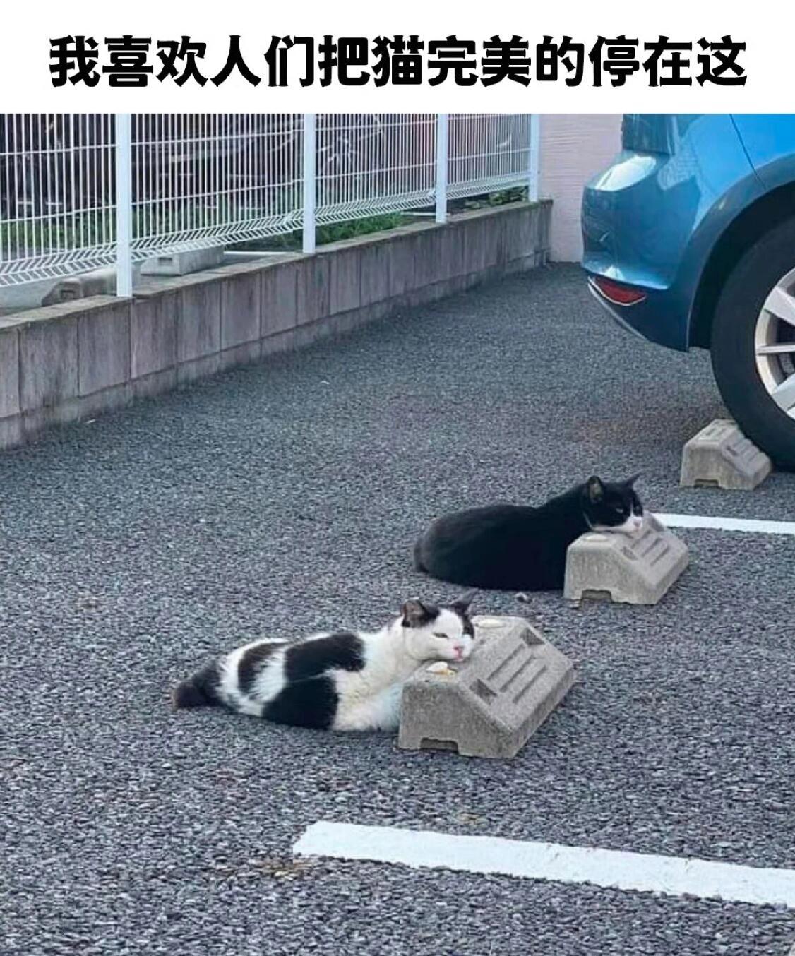 停猫费多少钱一个小时啊 ​​​