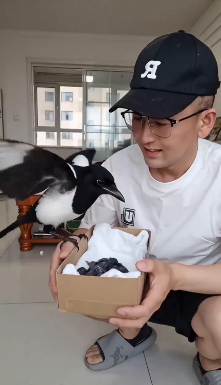 外面下起大雨，阳台的喜鹊不停敲打我的窗户，推开窗户，它落在我掌心。你是让我救它们