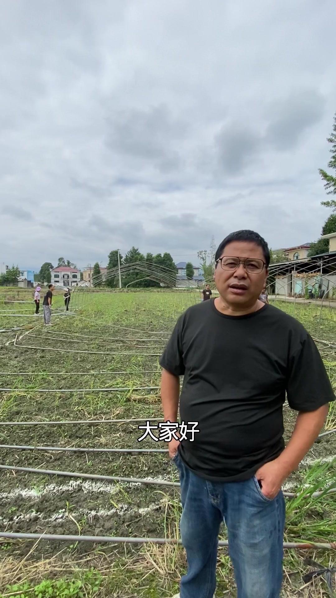 羊肚菌种植时间定了！🌱蜀山林总在都江堰蒲京村的基地已经开始搭棚，今年播种时间定