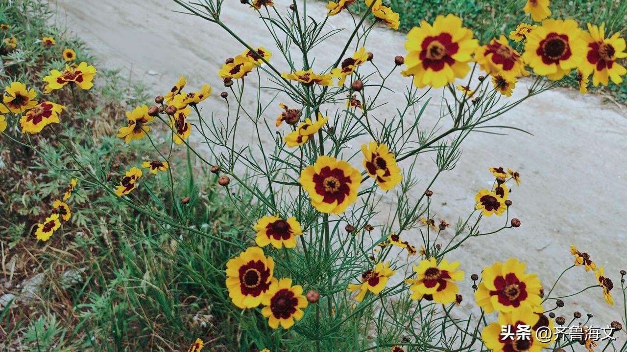 《七绝·咏蛇目菊》
金瓣层层抱日深，紫瞳炯炯向风吟。
不随百卉争春色，独守炎天一