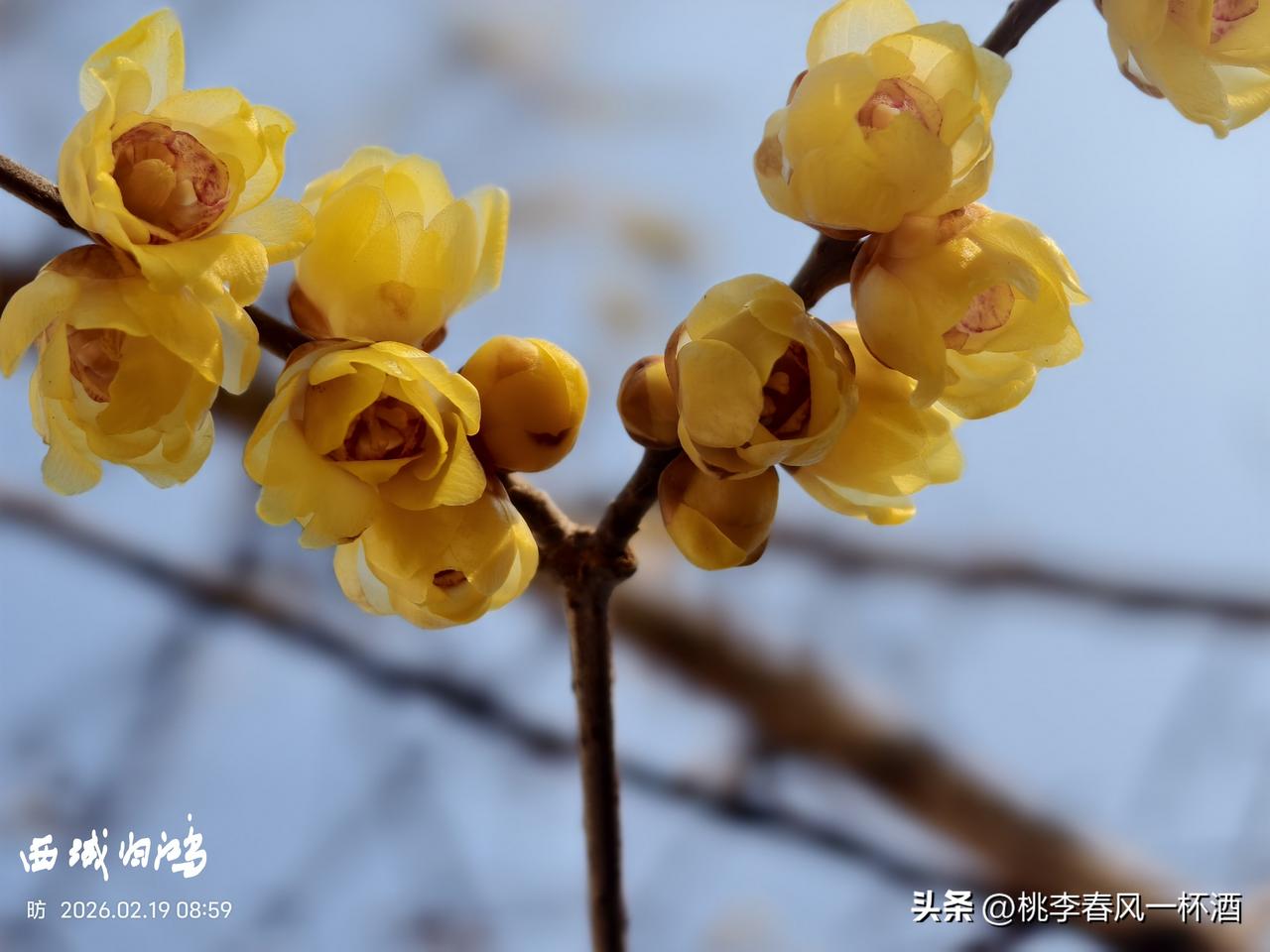 图说东营:春季东营最早开放的三种花:蜡梅、迎春花、宫粉梅。然后便有杏花、海堂等次