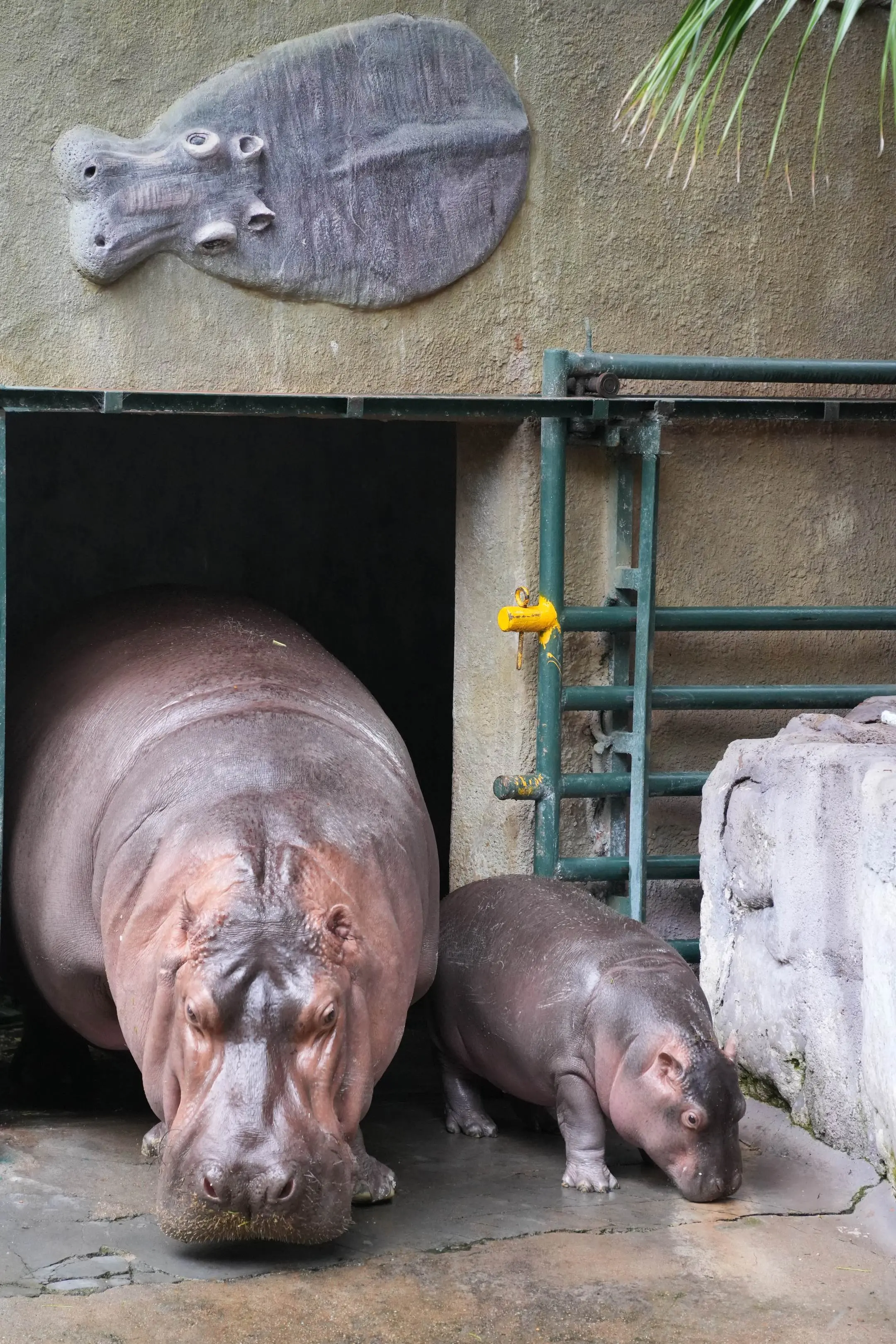 拍到河马妈妈和小河马一起出门。（小河马大了很多，之前还笑它像小乳猪，现...