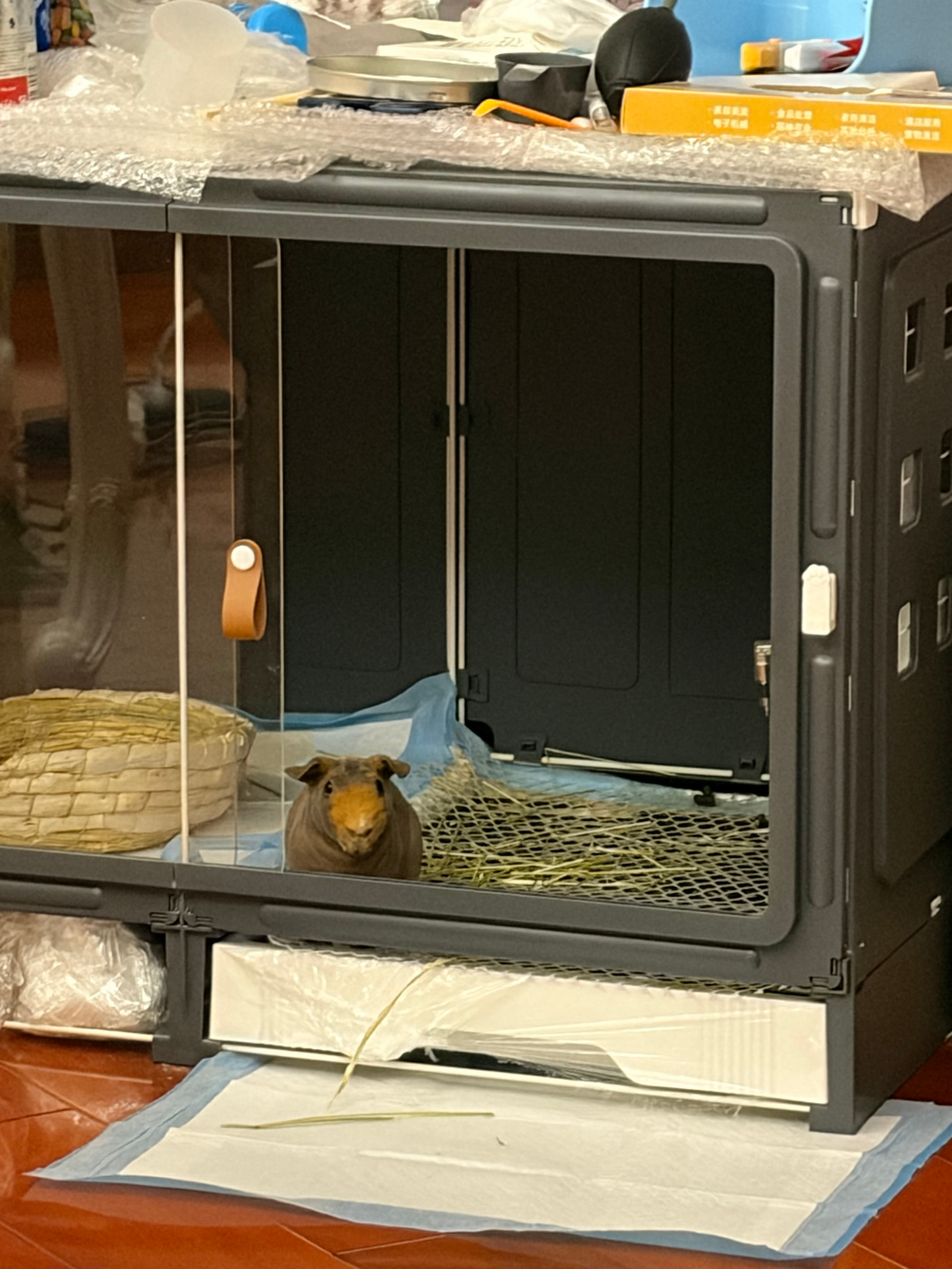 猪猪饿坏了