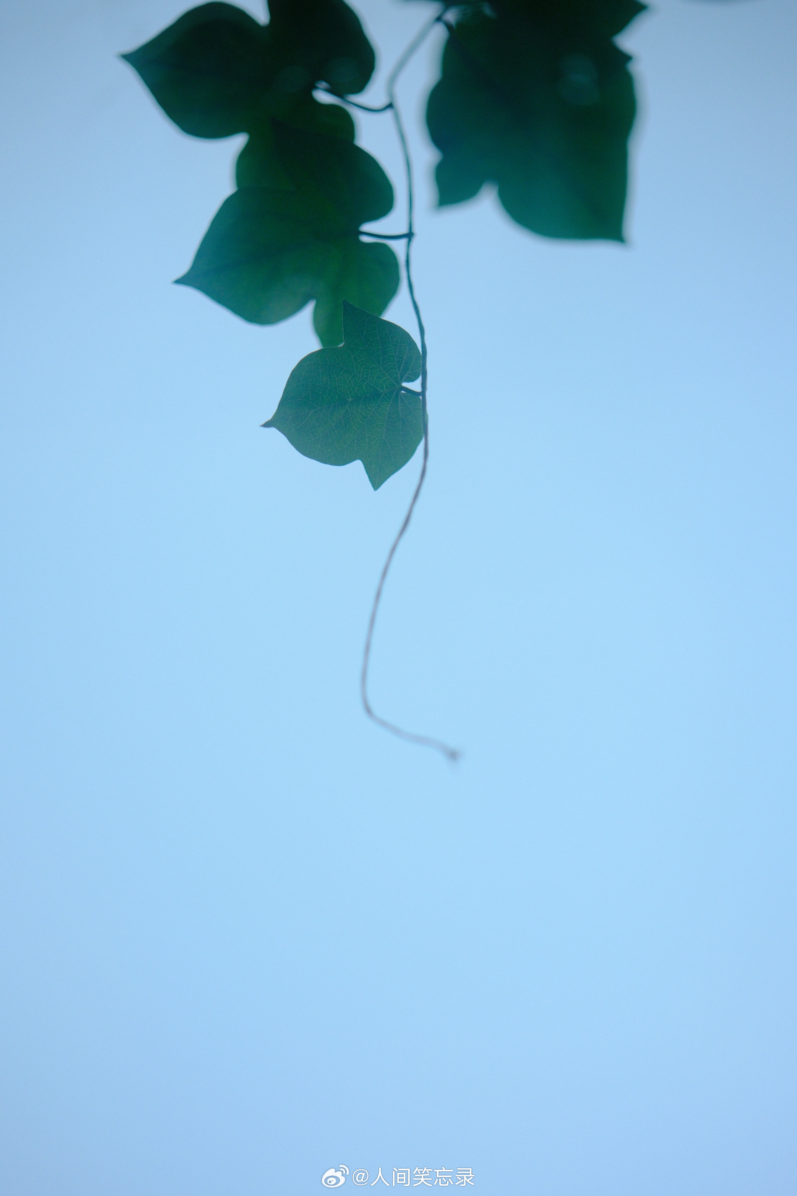 此刻。梅雨季，时晴时雨，高湿度带来溽闷。窝在书房沙发上，猫儿在不远处卧着。夜，闷