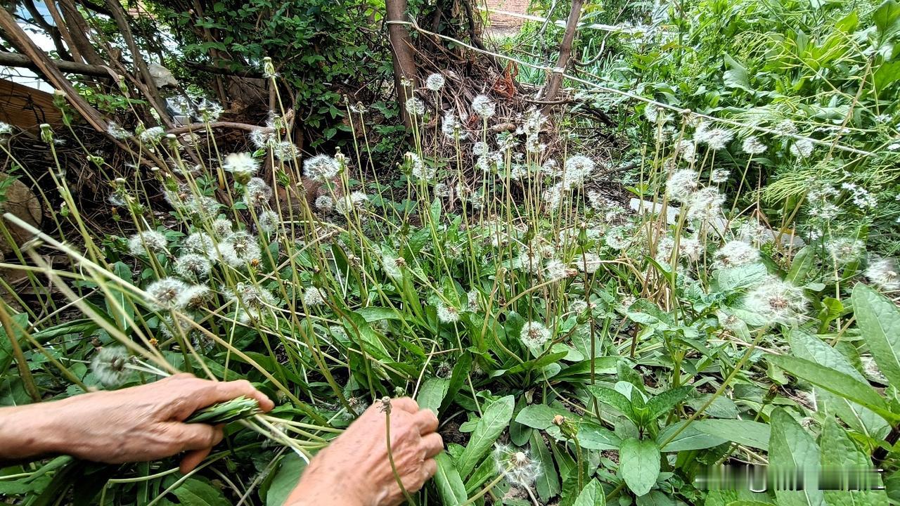 老岳母今年82，为了每天多运动，把花园改造成了菜园，并亲手种下几颗蒲公英，她说种