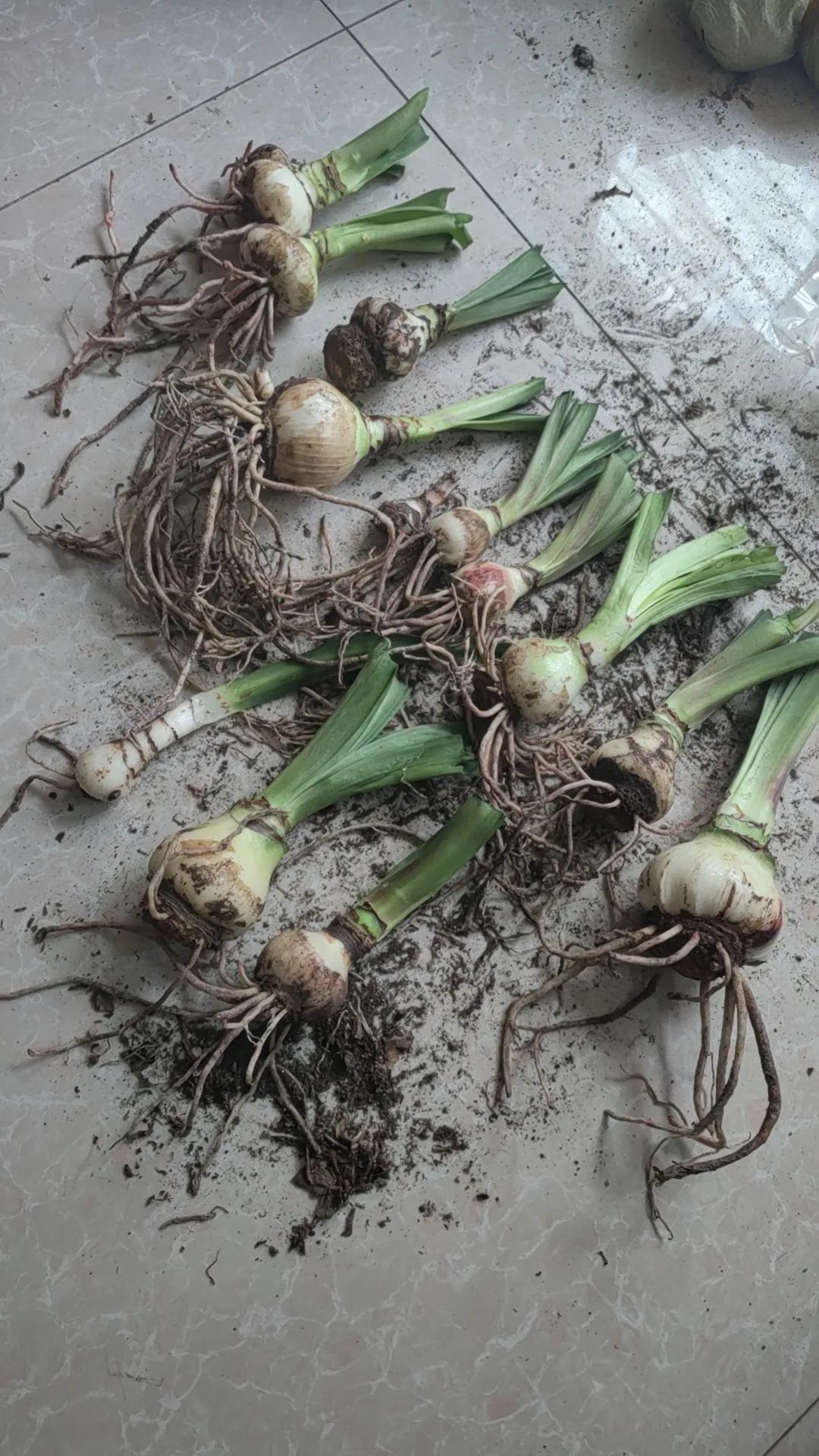 秋天来了，处理朱顶红，急着腾地方，处理太慢，就送人了，送给姐夫一些球，剩下一些球