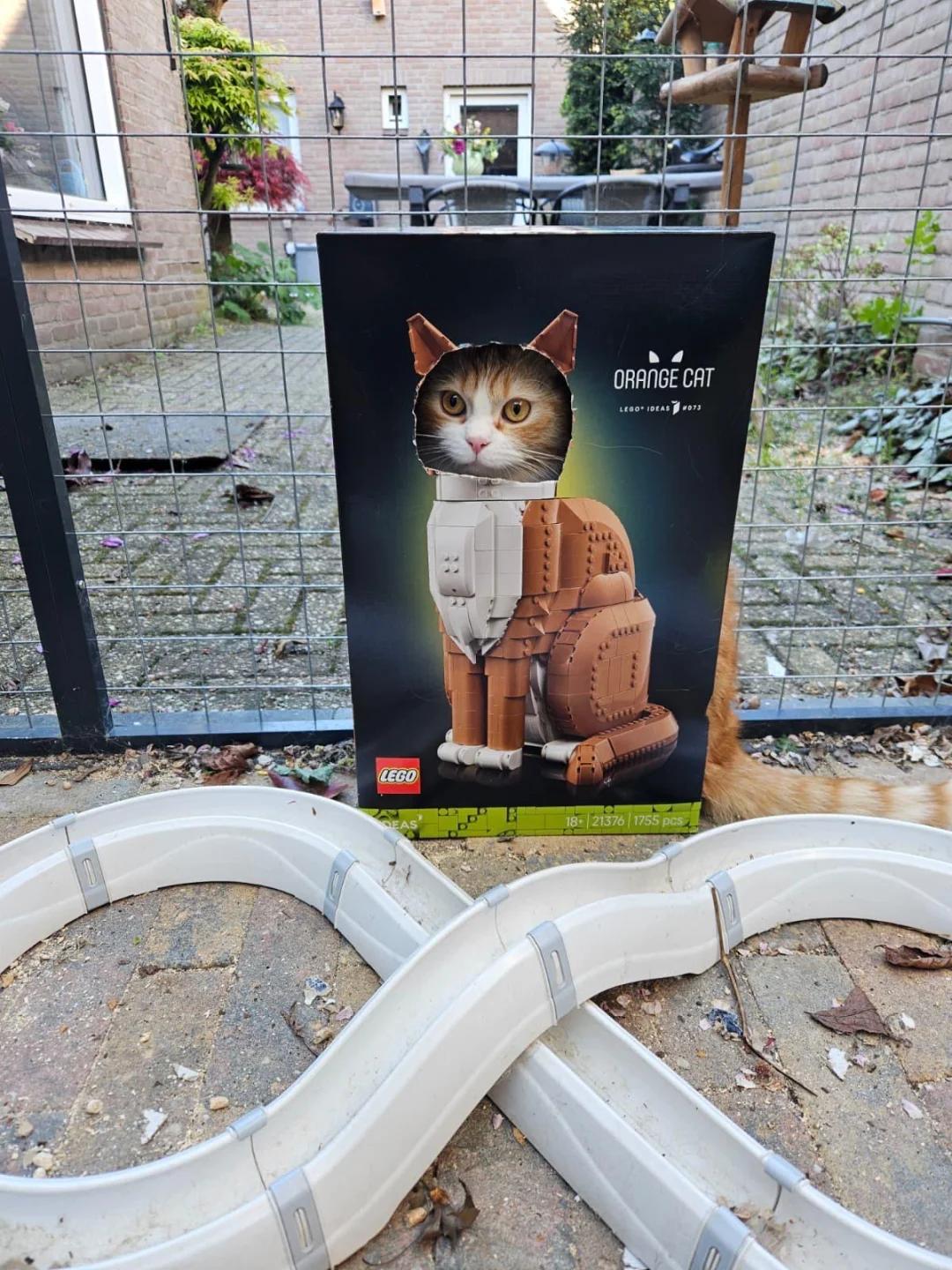 哈哈哈哈毫无违和感🐱