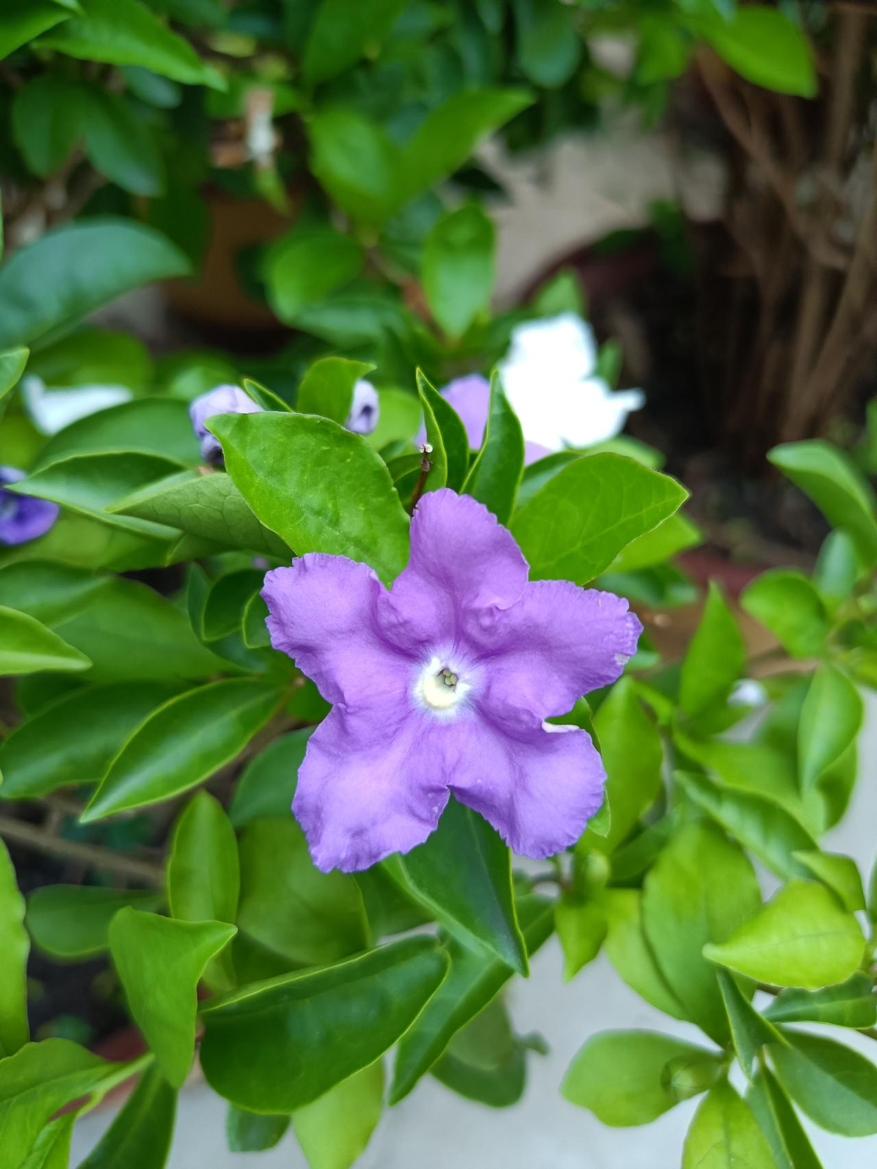 阳台上的鸳鸯茉莉，开花了，一棵上有紫色的、白色的两种颜色，看起来非常的精致漂亮。
