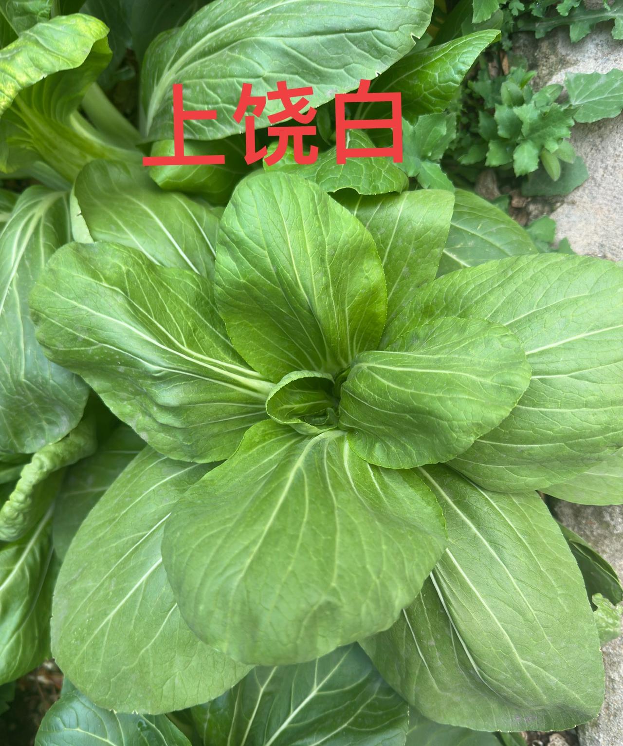 江西上饶人一日三餐常吃的青菜，
别傻傻地分不清楚上饶白和上海青，
图一是上饶白，