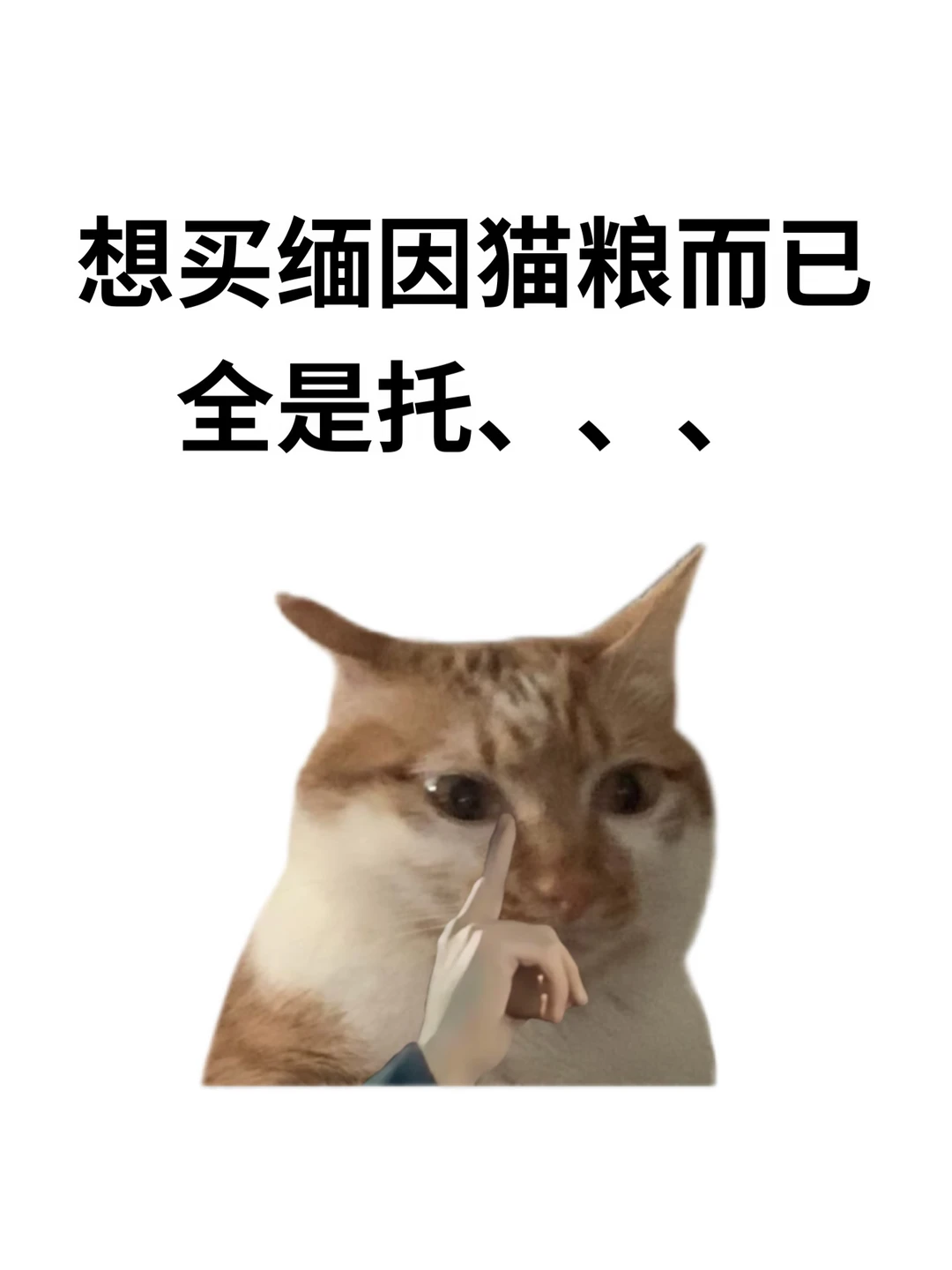 热门缅因猫粮测评！踩过坑才敢说的真心话