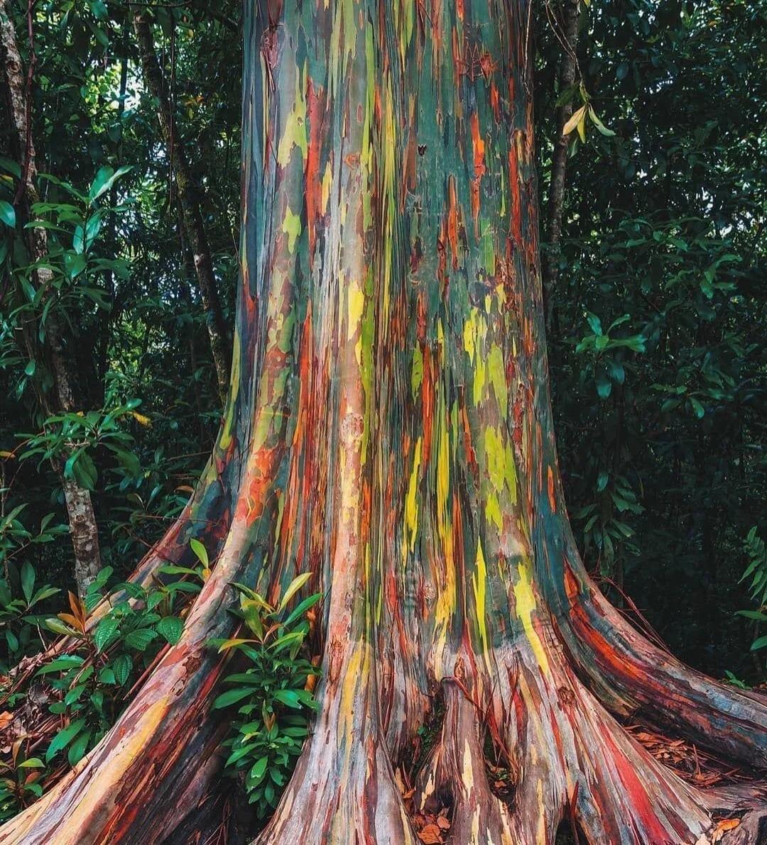 这是唯一自然生长在北半球的桉树——彩虹桉（Eucalyptus deglupta