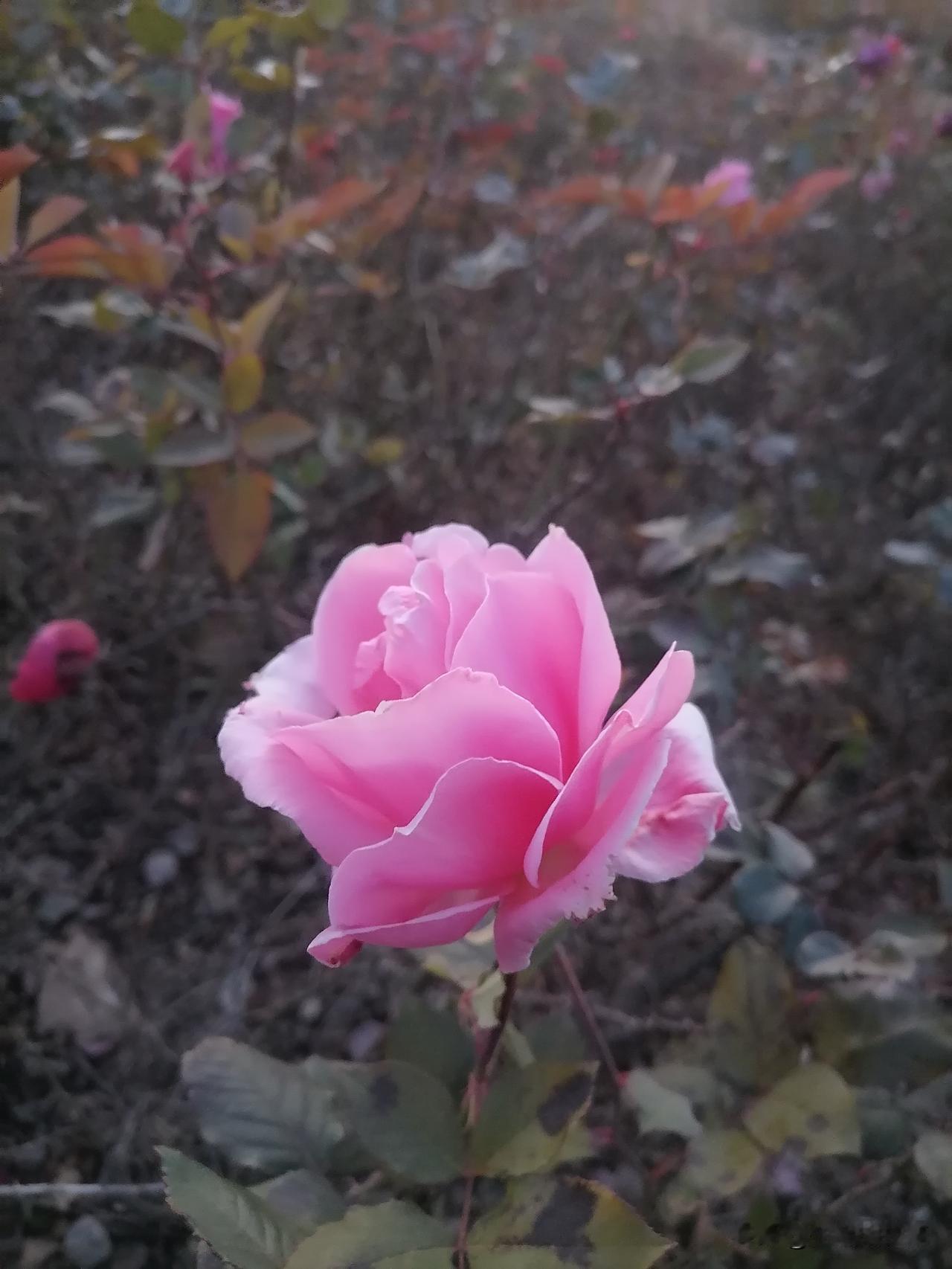 妈妈去世后，心情一直抑郁寡欢，饭不思茶不香。
今天早上，简单的吃了几口饭，索然无