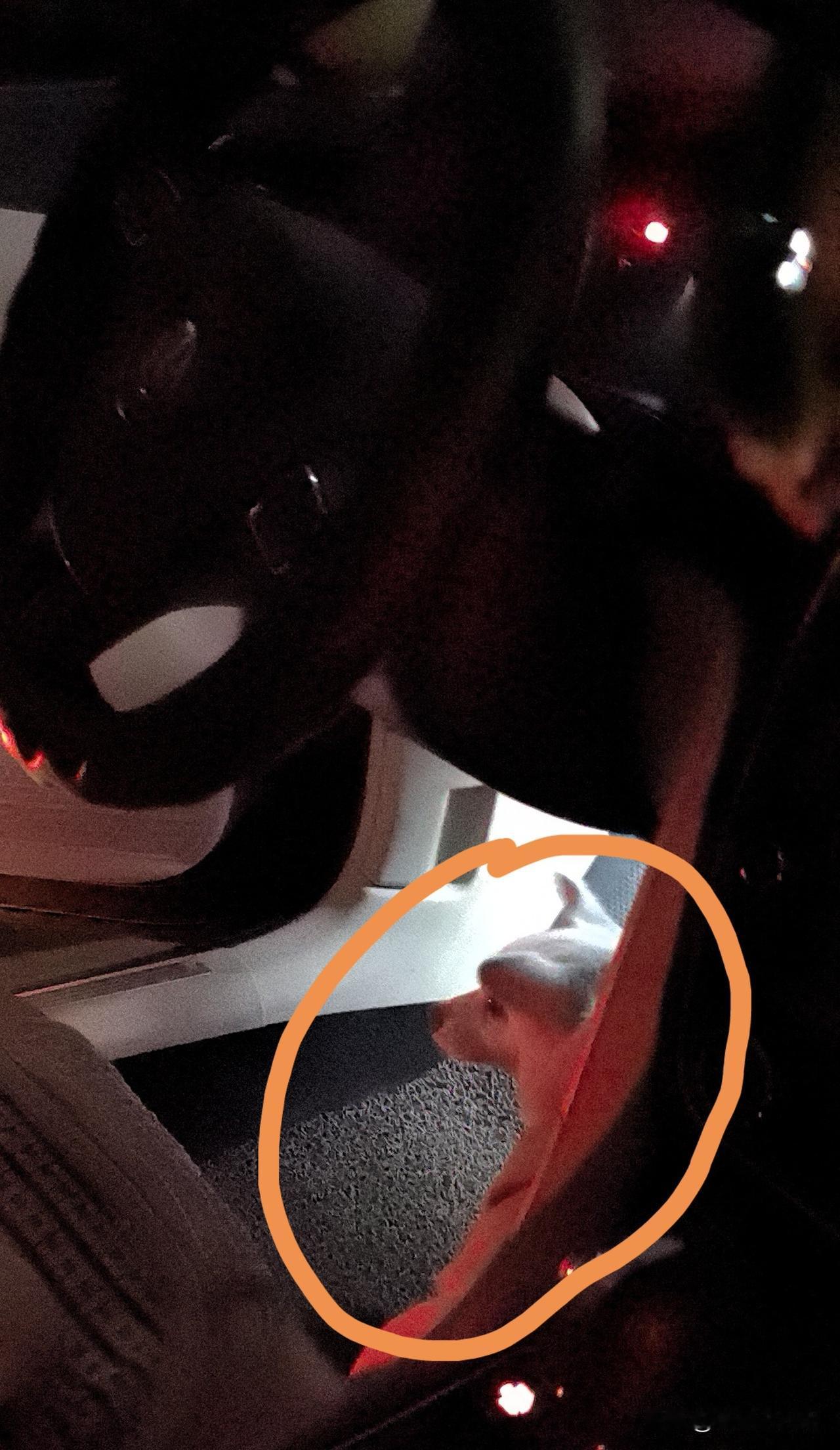 小狗坐上了驾驶座
在亲戚家吃完饭，和老母亲一起准备回家，打开车门，差点笑弯了腰。