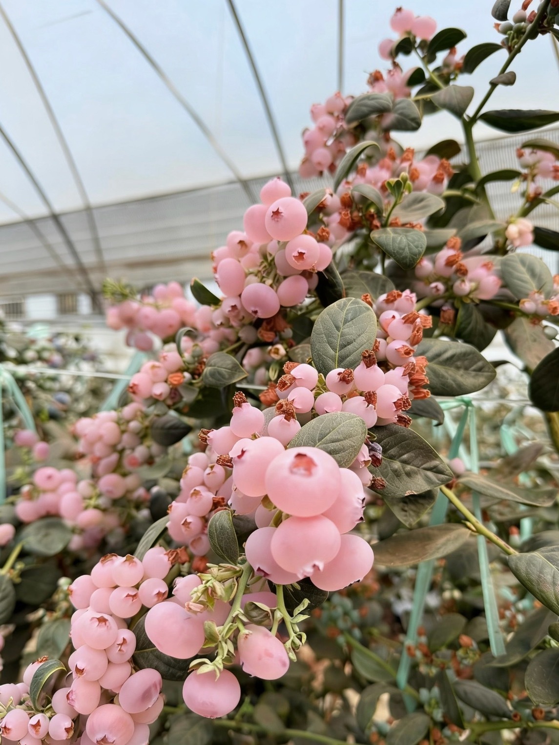 粉色蓝莓蓝色的叫蓝莓，这个粉色的不应该叫粉莓么？ 