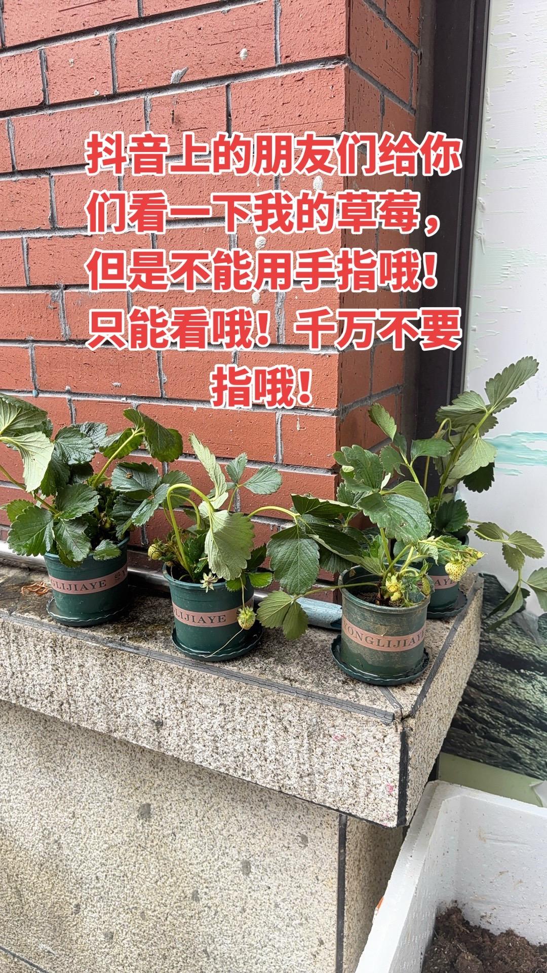 千万不要用手指我草莓哦！
