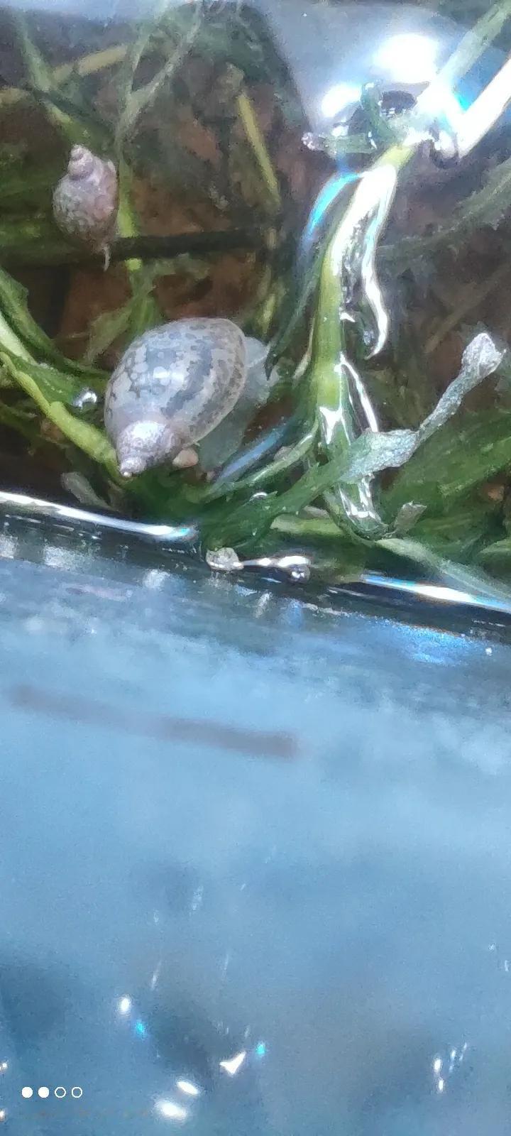 前段时间在河里捞了一把水草扔鱼缸里，发现有米粒大小一个田螺，没去管他，一个多月后