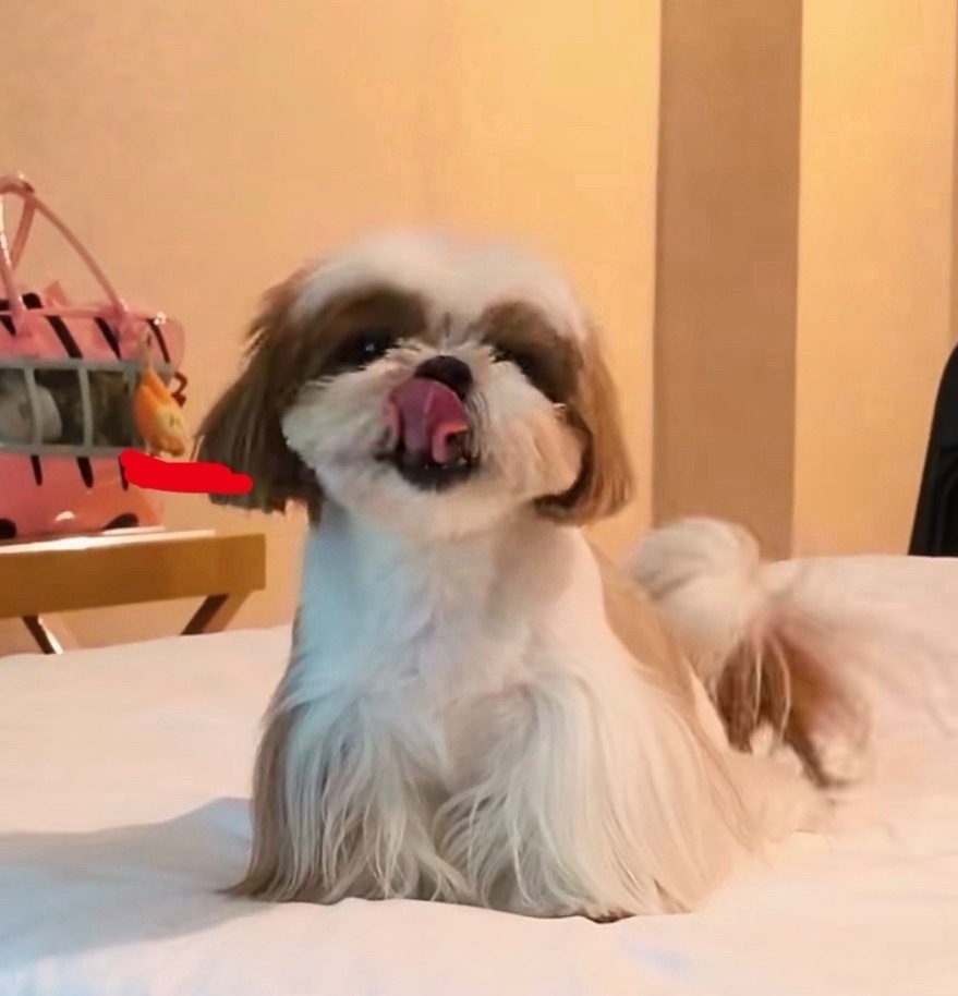 作为家属陪同进组 