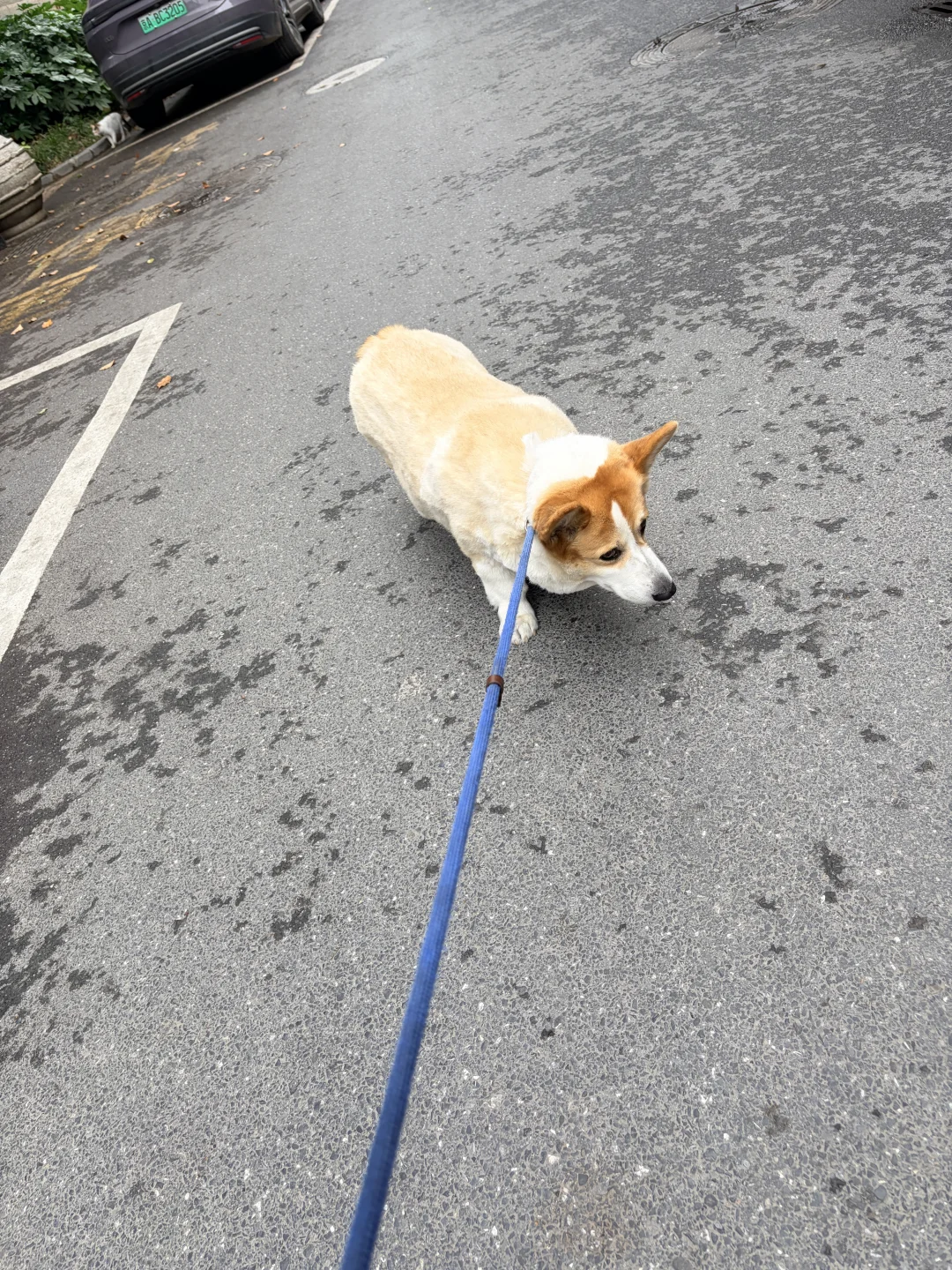 每日一犟