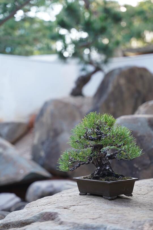 小院子里的一颗小松树盆景
