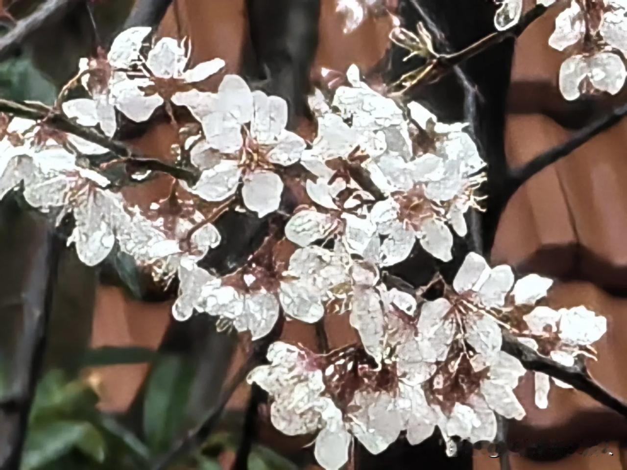 沾衣杏花雨，江南杨柳风。
红瓦润春色，鸟鸣李花中。
最是一年好风景，细雨微风入江