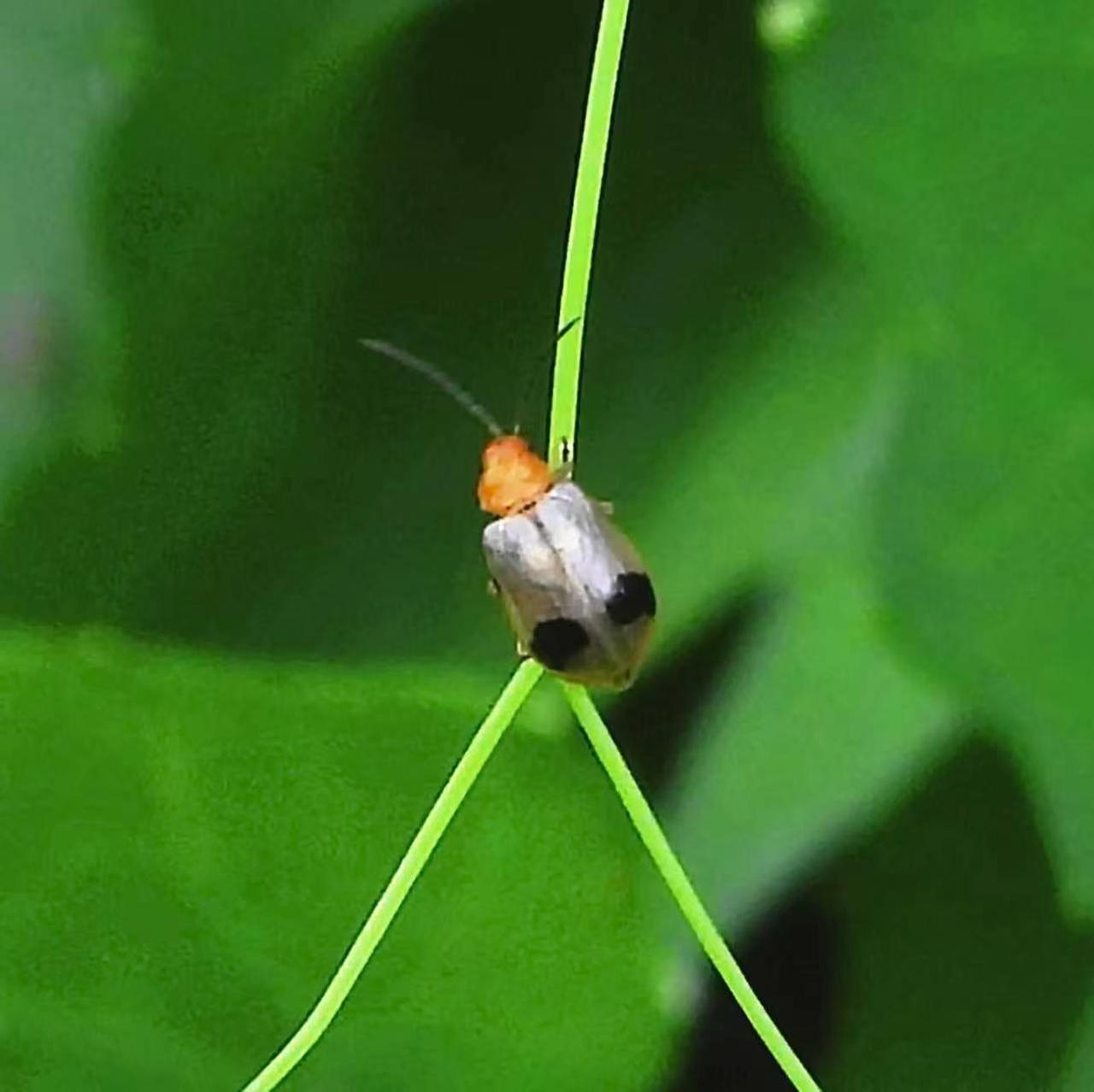 【昆虫观赏•一图一虫】斑角拟守瓜，鞘翅目叶甲科拟守瓜属昆虫，体长4.5毫米左右。