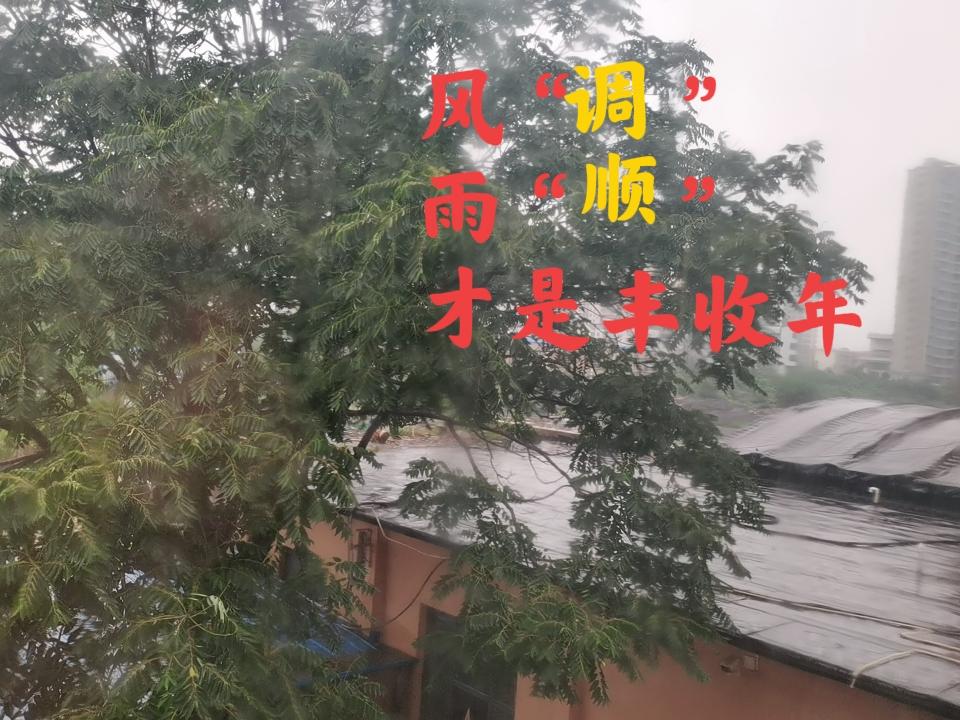 这几场错配的雨，又是哪个龙王犯错了呢？

该起干热风的时节，却三两天一场透雨，错