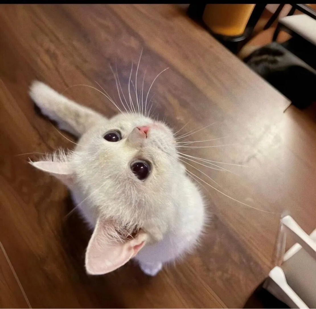 小猫的烦恼就是过于cute.ฅ 