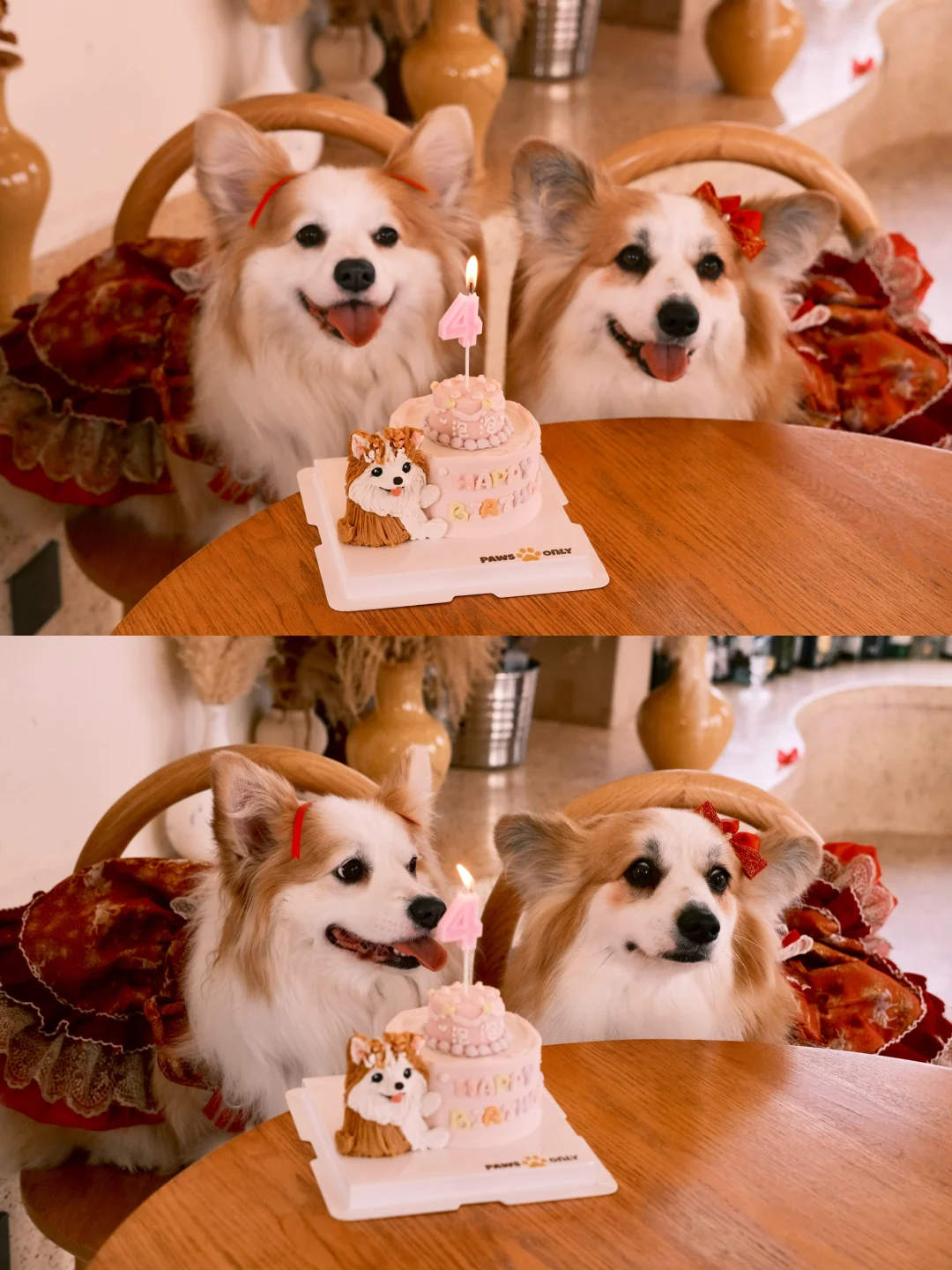 小狗闺蜜的感情长长久久